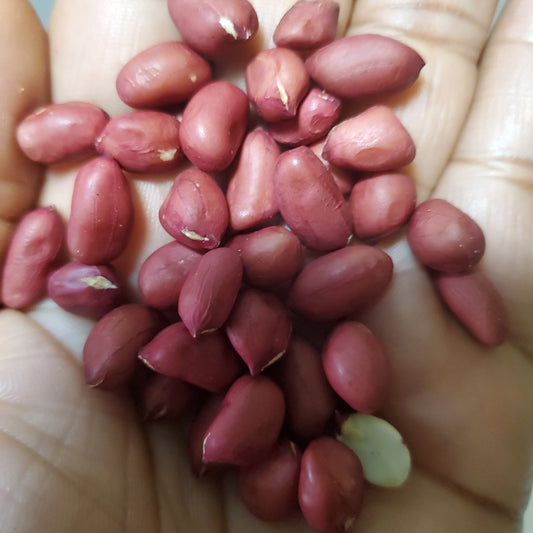 Roasted Groundnuts (Peanuts)