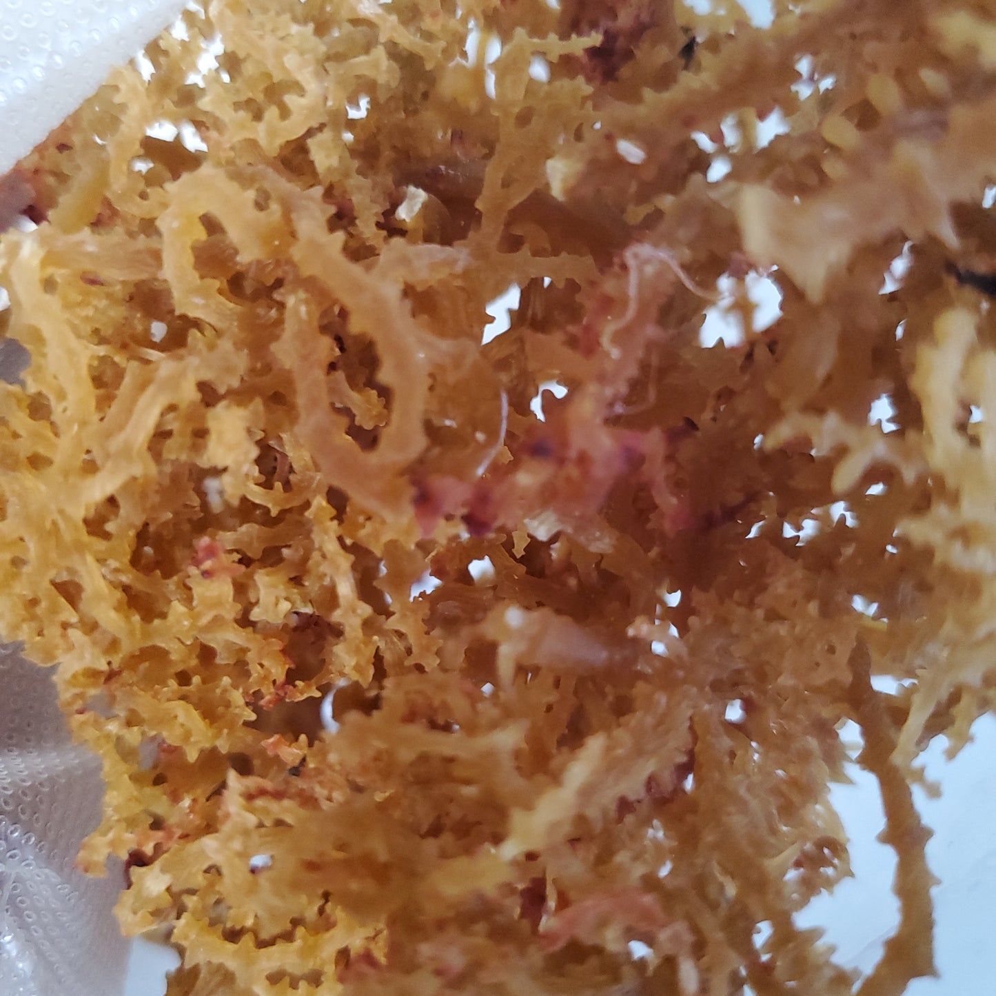 Dry Sea Moss